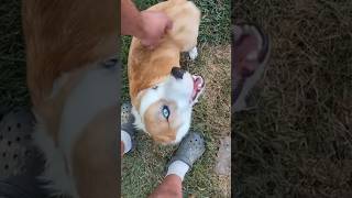 American Corgi Gibbs  pets dog corgi farmlife animals cute [upl. by Enahc]