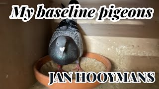 My BaseLine pigeons JAN HOOYMANS  Harry Line  Racing pigeons [upl. by Oilicec]