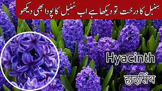 Introduction of Garden Hyacinth  Sanbal Abi  سنبل آبی  ह्यचीन्थ  Hyacinthus Orientalis [upl. by Mccartan]