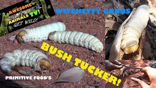 Primitive Technology  PRIMITIVE FOODS  WITCHETTY GRUBS SURVIVOR  Survival skills  bush tucker [upl. by Portie]