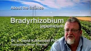 Soybeans amp Bradyrhizobium japonicum [upl. by Naryt379]