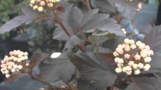 Physocarpus opulifolius Ninebark [upl. by Reyaht]