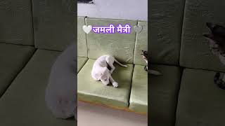 सिंबा आणि हानी ची मैत्री जमली 🩶🤍🤝😻🥰ytshortsyoutube simba honeymanyasanyobittuanimalslove [upl. by Nor]