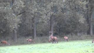 edelhertenweerterbos20100925wmv [upl. by Aecila]