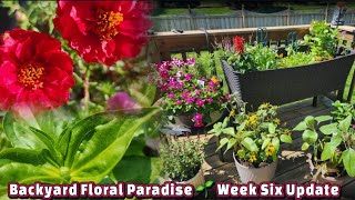 Backyard Floral Paradise 🌱 Week SIX Update [upl. by Reklaw]