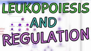 How are White Blood Cells made Leukopoiesis  Cytokines  Regulation [upl. by Magnum]