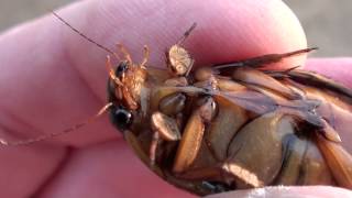 Predaceous Diving Beetle Dytiscidae Dysticus Closeup of Male [upl. by Khudari]