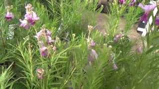 Timeless Beauty® Desert Willow Chilopsis linearis [upl. by Antonina]