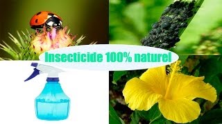 DIY insecticide 100 naturel pour les plantes [upl. by Pressey]