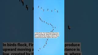 V formation in birds aerodynamics birds shorts grade001 [upl. by Covell980]