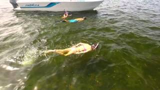 Sea Hag  Summertime Scalloping in Steinhatchee FL [upl. by Lovering]