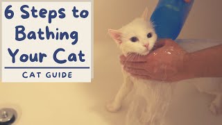 How to Bathe your Cat that Hates Water 6 Step Tutorial  The Cat Butler [upl. by Corb]