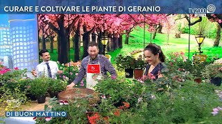 Geranio consigli per una fioritura perfetta [upl. by Errol]