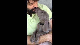 Weimaraner amore a prima vista [upl. by Avrom]