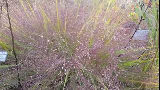 Eragrostis spectabilis [upl. by Reube374]