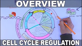 Cell Cycle Regulation  Basic Overview [upl. by Rollin385]