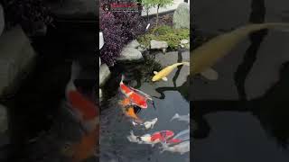 Beautiful Japanese style Koi Pond in the UK [upl. by Mace41]