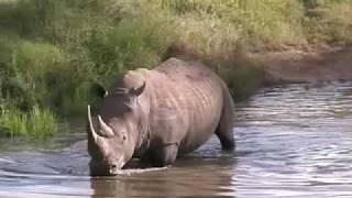 Black and White Rhinos in Africa [upl. by Anastasius]