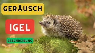 Igel Geräusch und Beschreibung 🦔 Igel Geräusch 🦔 Welche Geräusche macht ein Igel 🔈 [upl. by Eiramait]