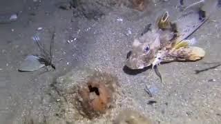 Gurnard Fish Walks Along Victoria Seabed [upl. by Harland963]