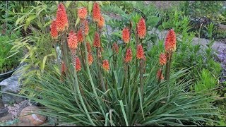 Kniphofia sp  Fackellilie Torch Lily [upl. by Treacy]