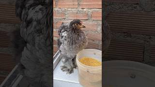 Gallina comiendo shortvideo gallinas crianza viralvideo [upl. by Ybor360]