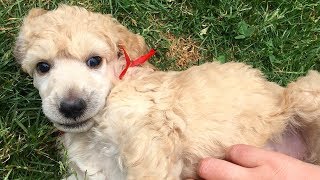 4 Week old Standard Poodle Puppies Play Date [upl. by Oniluap]