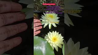 🪷🪷Puttaraksa Hardy Waterlily newsong youtubeshorts gardening onlineshopping [upl. by Yerag]