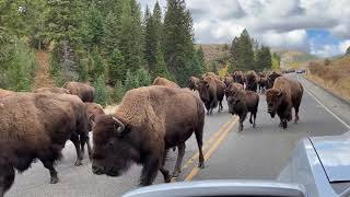 Buffalo Stampede in Yellowstone [upl. by Bartholemy429]