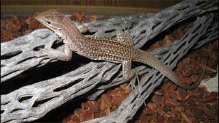 Critter Chronicles Hazel the Chihuahuan Spotted Whiptail Lizard [upl. by Nitsyrc]