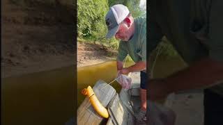 Thief Hit My Minnow Trap Checking For Spottail Shiner Fishing Bait Pascagoula River [upl. by Neih]