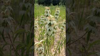 Spotted Beebalm Monarda punctata in Mint Family Lamiaceae  Observed in Description [upl. by Kirshbaum696]