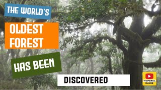 The worlds oldest forest has been discovered [upl. by Kcirdahs]