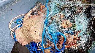 Giant Ray amp Spider Crab Netting  Commercially Net Fishing for Big Crab [upl. by Tserof]