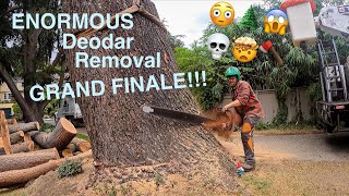 ENORMOUS Deodar Removal GRAND FINALE [upl. by Ronda]