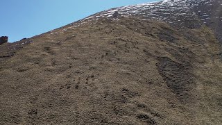 Hundreds of Siberian ibexes appear in Xinjiang mountain area [upl. by Dnalrah814]