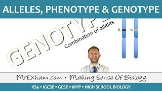 Alleles phenotype and genotype  GCSE Biology 91 [upl. by Lulu492]