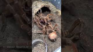 Theraphosa stirmi World’s Largest Spider [upl. by Pirri]