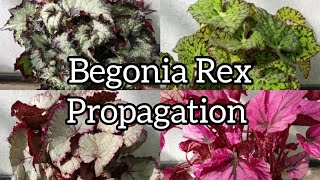 Begonia Rex  PROPAGATION  NEW Sorts [upl. by Aicirpac]