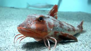 Strange fish Gurnard to walk the bottom of the water奇妙な魚。水底を歩くホウボウ [upl. by Adnor386]