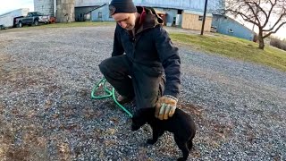 working DOGS with Jim  A new pup on the farm 564 [upl. by Aramoy]