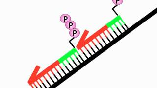 DNA Replication 2B Okazaki fragments [upl. by Nagrom]