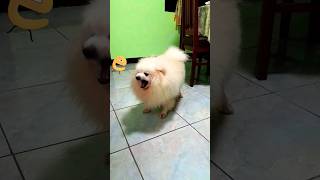 🐕quotDeep coughquot🐕 shorts cute dog pomeranian [upl. by Aramat]