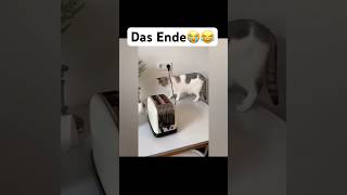 Das Ende😭😂 lofi sunset chill lofihiphop music lustigekatze chat memes humour sing [upl. by Ynamreg]