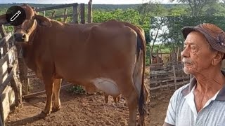 CONVERSANDO COM BASTINHO E ZE DE BIBA E VEJA AS VACAS TOPS SOLEDADE PARAIBA [upl. by Melan]