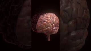 Hemispheres of human brain brain medical [upl. by Brenza]