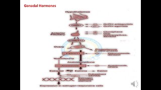 gonadal Hormones part 1 Pharmacology katzung lippincot [upl. by Valeria]