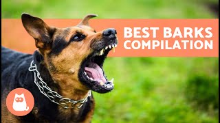 The Best Videos of DOGS BARKING 🐶🐾 BARKING of Angry Happy and Funny DOGS [upl. by Hserus]