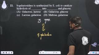 bgalactosidase is synthesized by E coli to catalyze hydrolysis of  into  and g [upl. by Levan752]