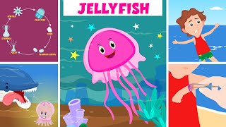 Learn About Jellyfish  How Does A Jellyfish Sting  Jellyfish Life Cycle  Video For Kids [upl. by Madelaine549]